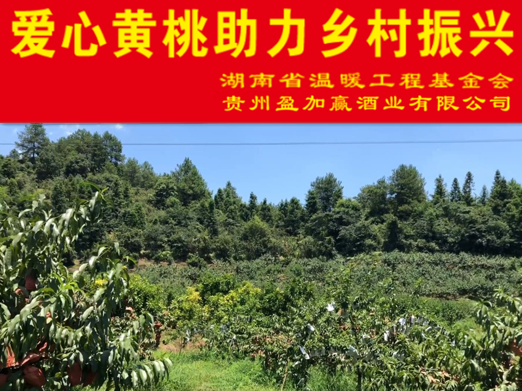 热销2万余斤，贵州盈加赢酒业有限公司接力爱心黄桃助桃农