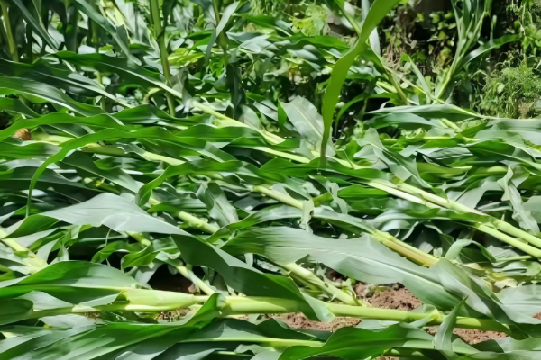 为永顺县芙蓉镇雨龙村5户受灾家庭纾困