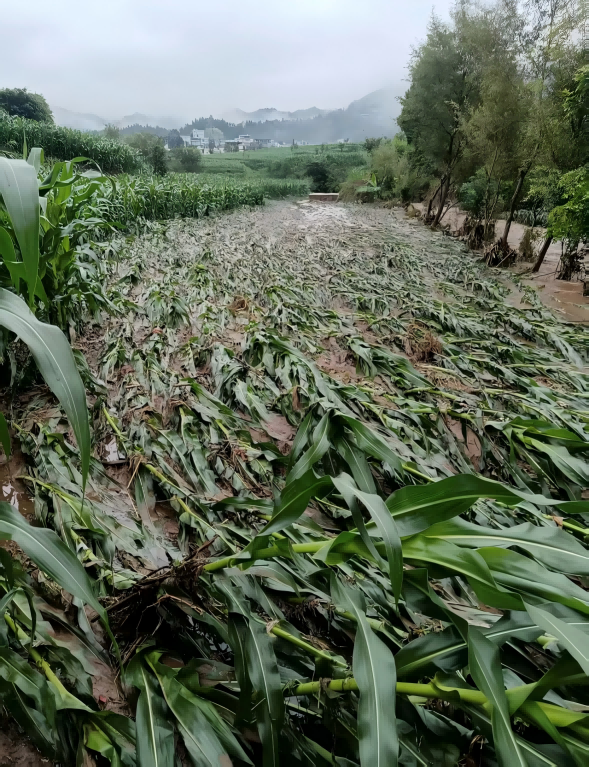 帮扶湘西芙蓉镇雨龙村受灾农户